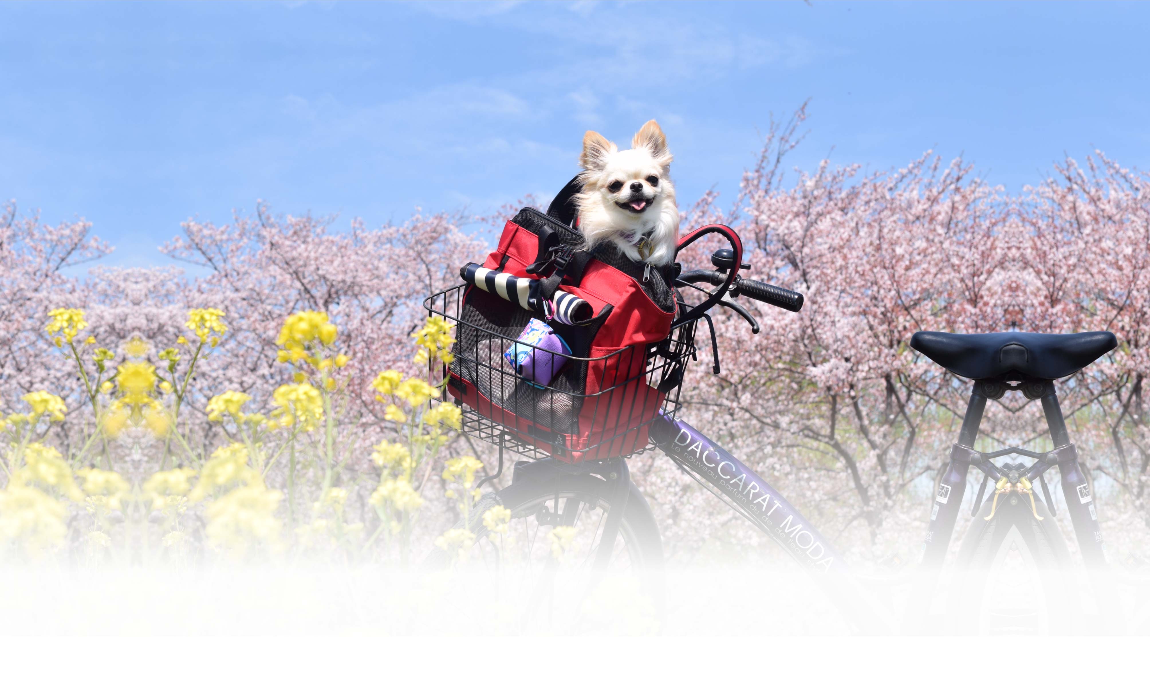 春の愛犬との旅行 画像 1