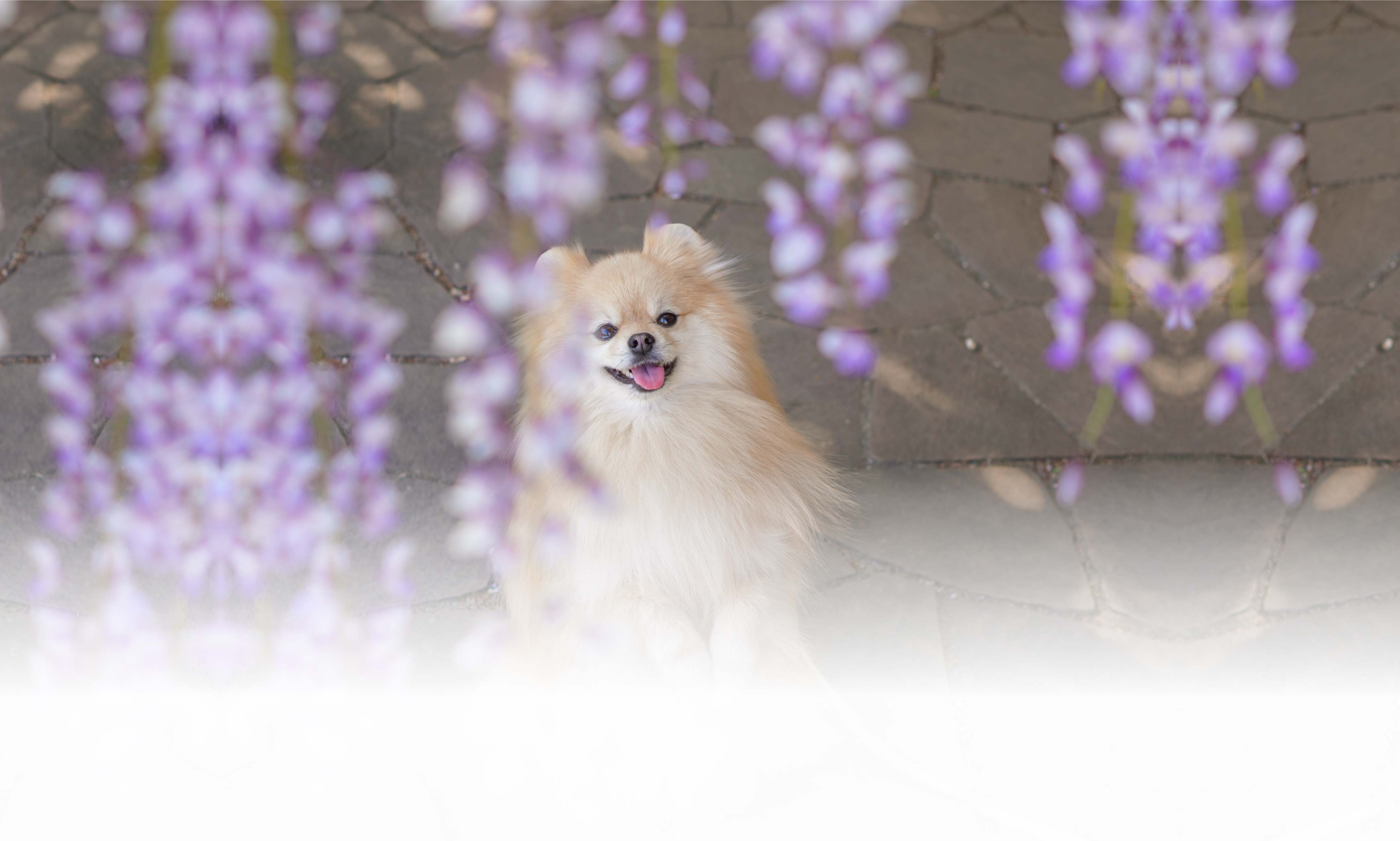 春の愛犬との旅行 画像 7