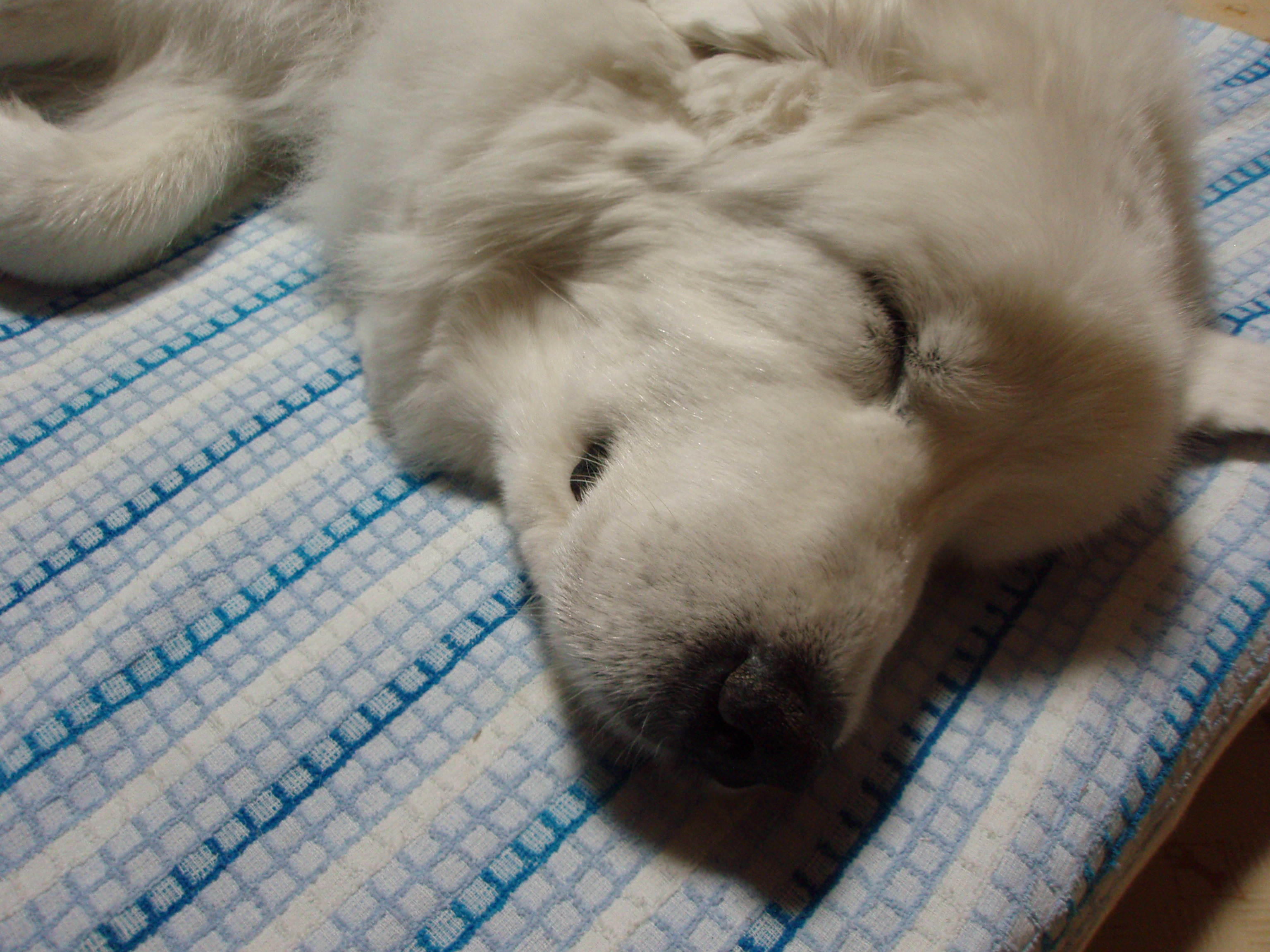 大型犬の老犬介護のヒントに グレートピレニーズの介護体験記 愛犬との旅行ならイヌトミィ