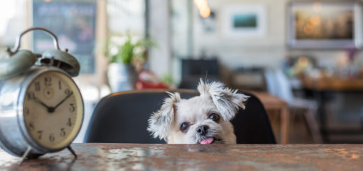 千葉 神奈川 埼玉の犬 同伴okな飲食店 ドッグカフェをクチコミ ランキングで検索 イヌトミィ