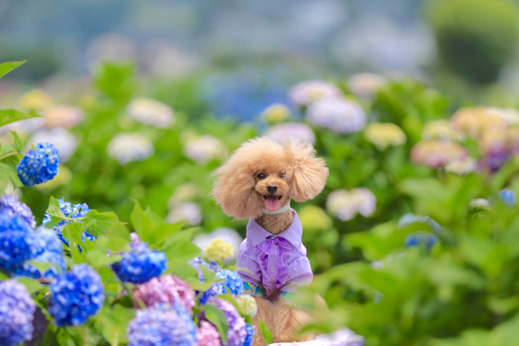 愛犬と一緒にヨーロッパ旅行気分 一年中楽しめる長崎のハウステンボス 6 16 土 17 日 はワンコイベント開催 愛犬との旅行ならイヌトミィ