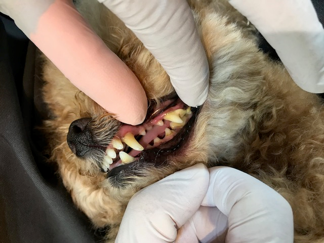 愛犬も歯が命 犬のデンタルケア カフェ Solari ソラリ で今注目の無麻酔歯石取り 愛犬との旅行ならイヌトミィ