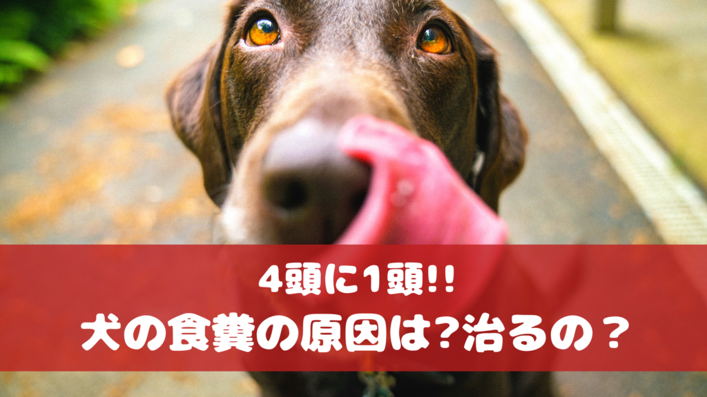 4頭に1頭のわんちゃんが食糞 愛犬の食糞の原因ってなに 動物看護師が解説 愛犬との旅行ならイヌトミィ