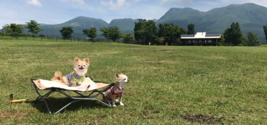 九州の犬と一緒の旅行 ペット宿 観光 情報 イヌトミィ