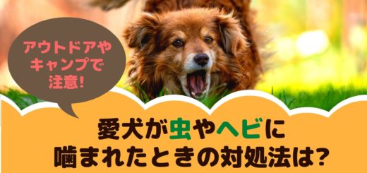 全国の犬と楽しめる観光スポットをクチコミ ランキングで検索 イヌトミィ