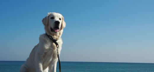 関西 大阪以外 の犬と一緒の旅行 ペット宿 観光 情報 イヌトミィ