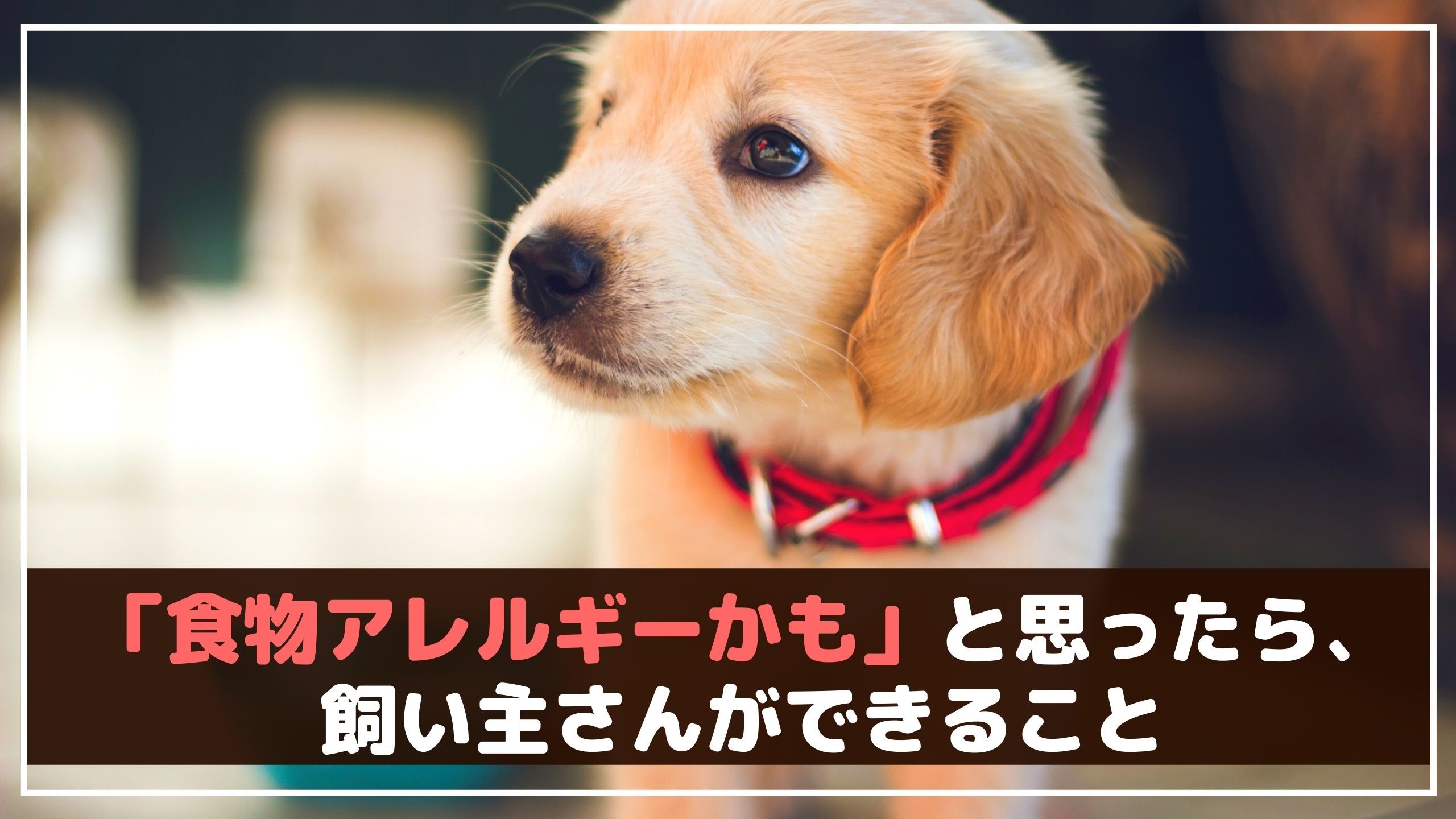 愛犬が食物アレルギーかも と思ったら 飼い主さんにできること 動物看護師が解説 愛犬との旅行ならイヌトミィ