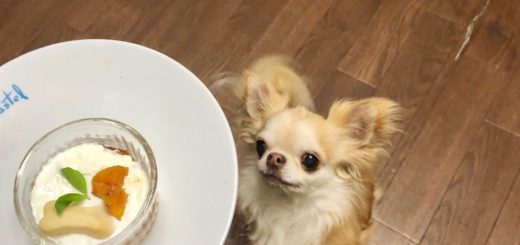 全国のドッグカフェ 犬 同伴okの飲食店をクチコミ ランキングで検索 イヌトミィ