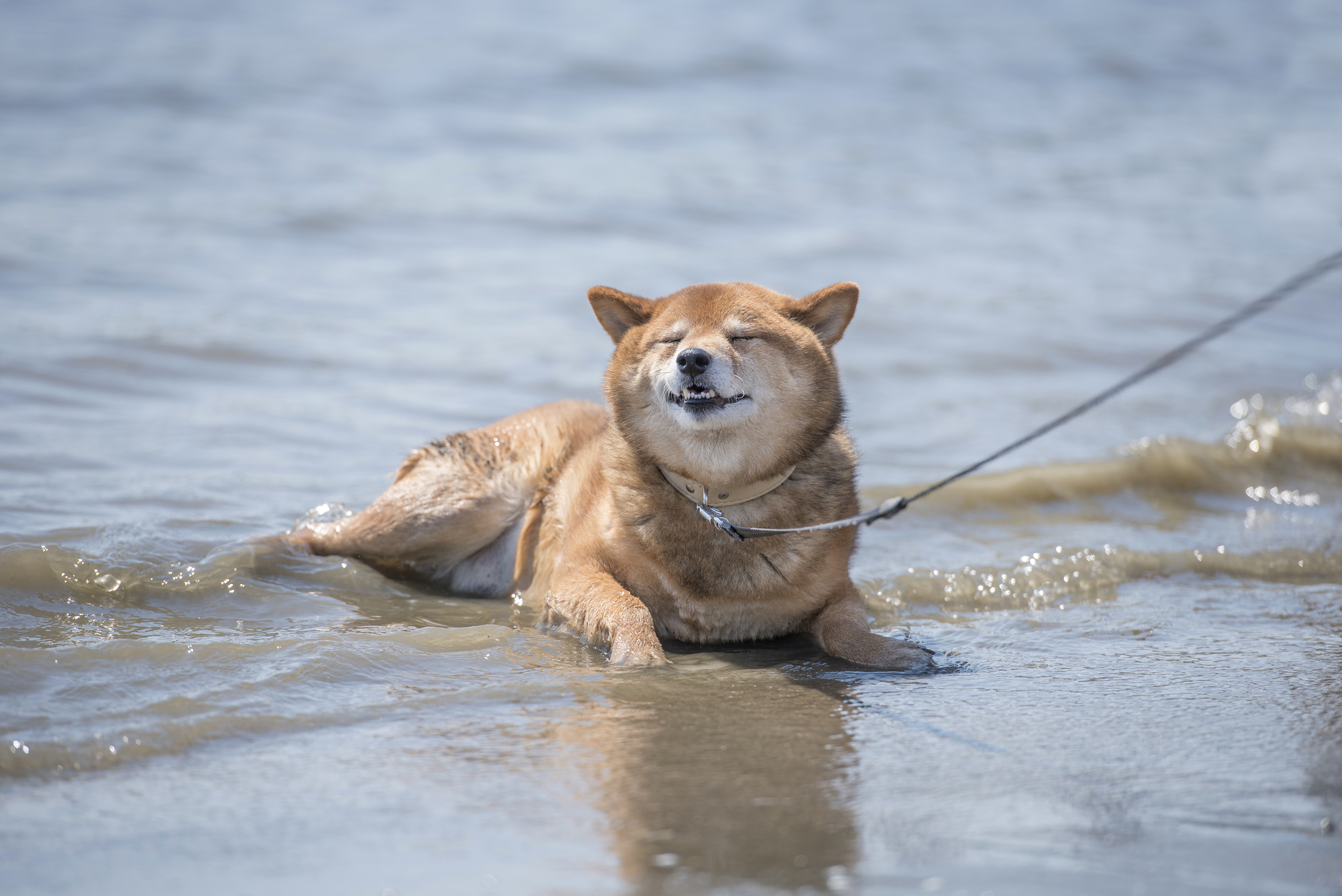 犬と海で泳いだ後のお手入れどうしてる 海水は現地でしっかり流して帰ろう 愛犬との旅行ならイヌトミィ
