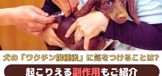 犬のワクチン接種後に気をつけることは 起こりうる副作用もご紹介 動物看護師が解説 愛犬との旅行ならイヌトミィ