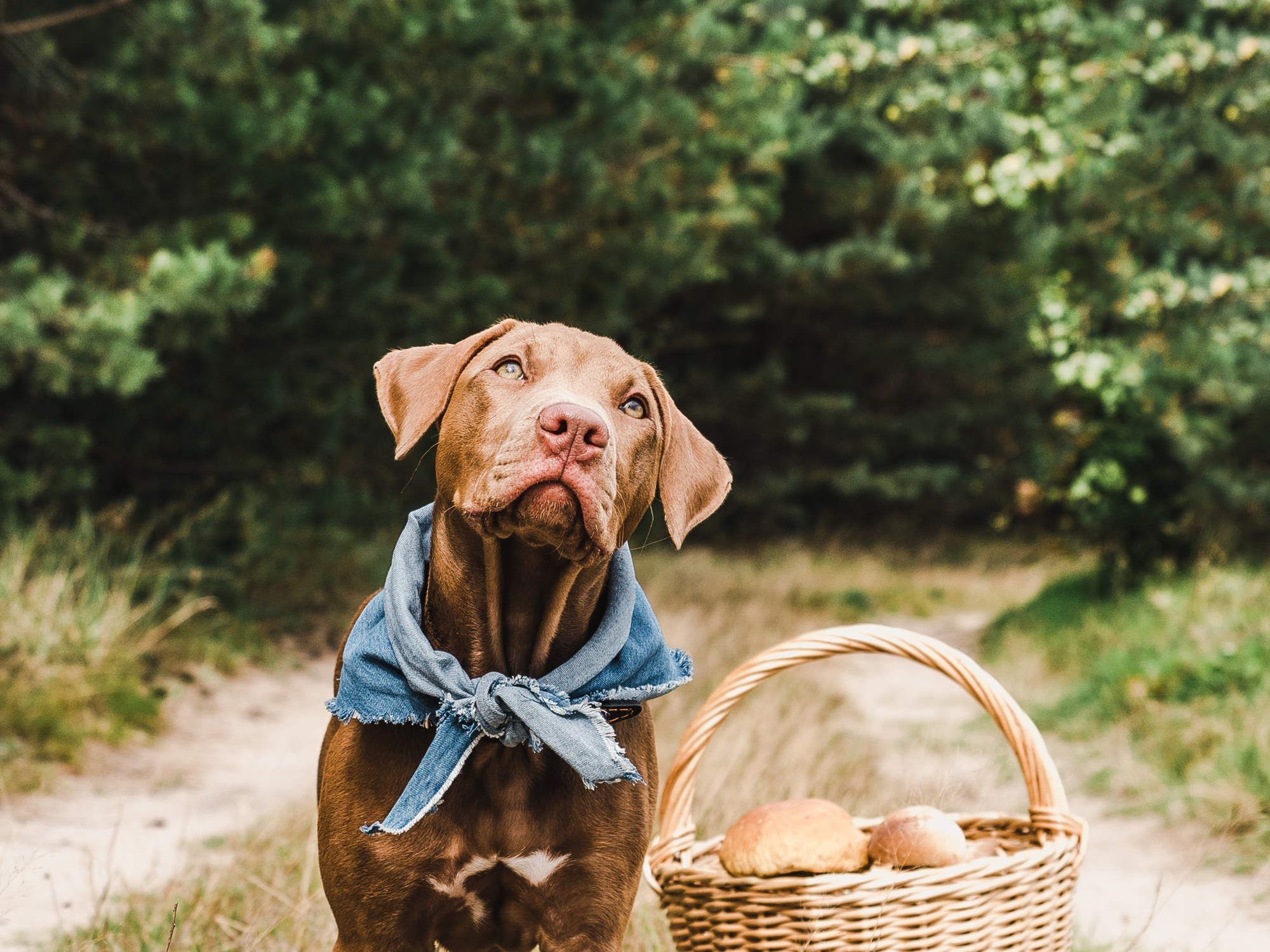 愛犬にきのこを与えても大丈夫 どんな種類なら食べられるの 与える際の注意点など 愛犬との旅行ならイヌトミィ