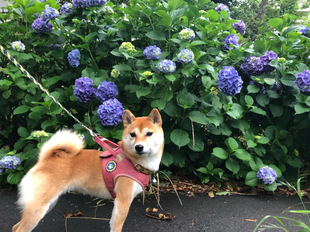 犬の紫陽花中毒に要注意！紫陽花に含まれる毒や誤食によって起こる症状