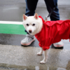 梅雨に気になる愛犬の体臭！ニオイの原因と簡単消臭対策、注意点をご紹介！