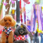 【2024年・関東版】愛犬と楽しめる夏休みペット・犬イベント特集！