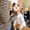 保護犬を迎えたい場合はどうすればいい？迎える場所や条件、向き合い方をご紹介！