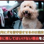 「車内に犬を留守番させるのは違法?!」 犬を車に残してはいけない理由をご紹介