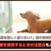 「犬は扇風機を涼しく感じない？」熱中症対策にも有効？扇風機を使用するときの注意点も ご紹介