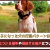 「迷子になった犬の行動パターンは？」迷子犬が見つかる確率や連絡する場所についても解説