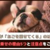 「愛犬があごを乗せてくるのはなぜ？」あご乗せの理由5つと注意点をご紹介