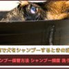 「自宅で犬をシャンプーするときの注意点」NGなシャンプー保管方法、シャンプー頻度、洗う手順も解説