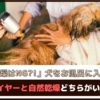 「自然乾燥はNG?!」犬をお風呂に入れた後はドライヤーと自然乾燥どちらがいいの？