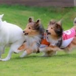 【埼玉県のドッグカフェ】愛犬が思いっきり楽しめる「ドッグラン付カフェ＆レストラン」おすすめ５選！