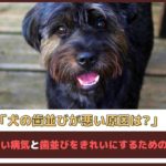 「犬の歯並びが悪い原因は？」かかりやすい病気と歯並びをきれいにするためのケアも解説