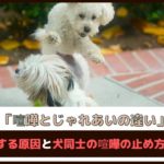 「犬の喧嘩とじゃれあいの違いは？」 喧嘩をする原因と犬同士の喧嘩の止め方をご紹介