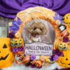 【2024年版】愛犬同伴可能のハロウィンイベント＆フォトスポット5選！