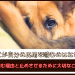 「犬が自分の尻尾を噛むのはなぜ？」尻尾を噛む理由と止めさせるために大切なことを解説