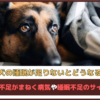 「犬の睡眠が足りないとどうなる?」犬の睡眠不足がまねく病気や睡眠不足のサインを解説