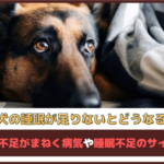 「犬の睡眠が足りないとどうなる?」犬の睡眠不足がまねく病気や睡眠不足のサインを解説