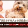 「長生きする犬の共通点は？」長生きさせるための飼育環境や年齢別の注意点を解説