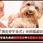 「長生きする犬の共通点は?」長生きさせるための飼育環境や年齢別の注意点を解説