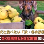 「愛犬と食べたい秋・冬が旬の果物」与えてOKな果物とNGな果物知ってる？