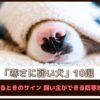 「寒さに弱い犬10選」寒がっているときのサインや飼い主ができる防寒対策をご紹介