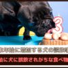 年末年始に増加する犬の誤飲事故「年末年始に犬に誤飲されがちな食べ物」まとめ