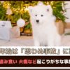 「年末年始は思わぬ事故に要注意」犬の誤飲・盗み食い・低温やけどなど起こりがちな事故をご紹介