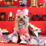 お正月・七五三にぴったり！愛犬を彩るおすすめ「ペット用着物ショップ」７選