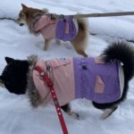 犬の散歩は雪の日も必要？愛犬＆飼い主が気を付けたい対策や犬にNGなケア方法をご紹介！