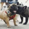 【関東近郊】2025年に愛犬と楽しめる1月のペットイベント９選！