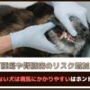 「腫瘍や腎臓病のリスク増加」歯磨きしない犬は病気にかかりやすいはホントだった?!