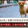 「迷い犬を見つけたらどうする？」連絡先や保護した後の対応をご紹介