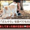 「犬はどんぐりを食べても大丈夫？」丸呑みをしてまった時の注意点や症状を解説