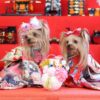 愛犬と春のおでかけ♪「関東のひな祭りイベント6選」