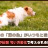 「愛犬の尿の色がいつもと違う？！」尿の色や回数、匂いの変化で考えられる病気は？