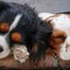 犬種で睡眠時間は違う？犬種別の睡眠時間や寿命との関係性、質の高い環境作りを解説！