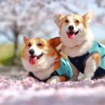 【関東近郊】2025年3月開催！愛犬と楽しむペットイベント特集