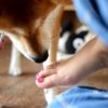 人が好む匂いは犬にとっては正反対！？犬の嗅覚の基本や臭いの種類、使用する際の注意点