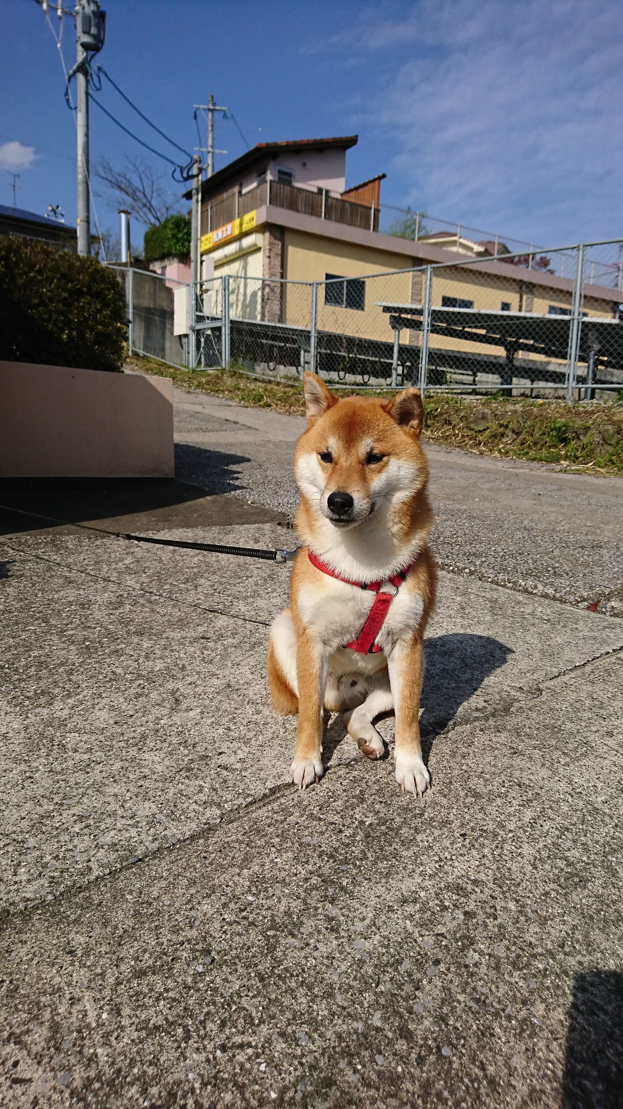 桃太郎